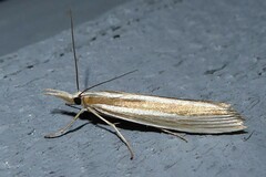 Orocrambus angustipennis