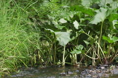 Petasites radiatus