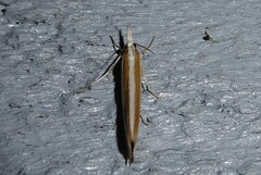 Orocrambus angustipennis