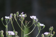 Cicerbita macrophylla uralensis