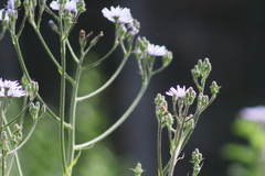 Cicerbita macrophylla uralensis