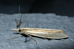 Orocrambus angustipennis