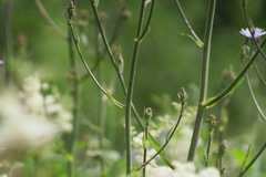 Cicerbita macrophylla uralensis