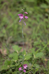 Gladiolus brachyphyllus