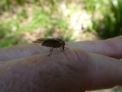 Scaptia