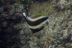Heniochus chrysostomus