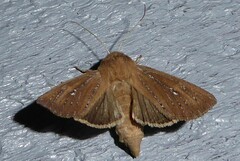 Ichneutica phaula