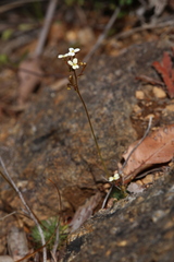 Stylidium piliferum