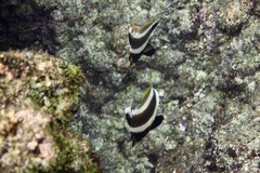 Heniochus chrysostomus