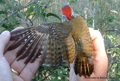 Chloropicus fuscescens