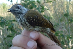 Chloropicus fuscescens