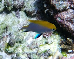 Neoglyphidodon melas