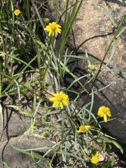 Senecio harveianus