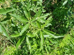 Vitex rehmannii