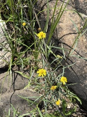 Senecio harveianus