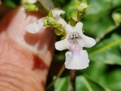 Vitex rehmannii