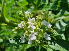 Vitex rehmannii