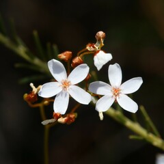 Drosera myriantha