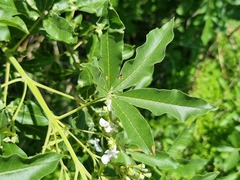 Vitex rehmannii