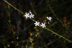 Drosera myriantha