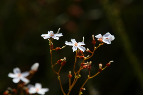 Drosera myriantha