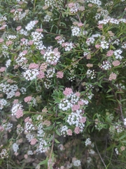 Platysace lanceolata