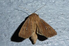 Ichneutica phaula