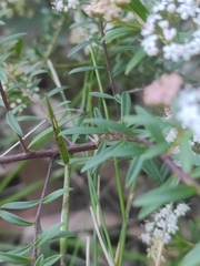 Platysace lanceolata