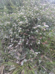 Platysace lanceolata