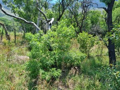 Vitex rehmannii