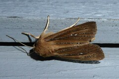 Ichneutica phaula