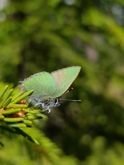 Callophrys rubi