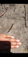 Cormocephalus westwoodi