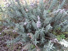 Teucrium