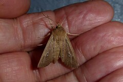 Ichneutica phaula