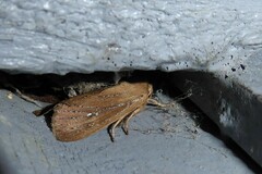 Ichneutica phaula