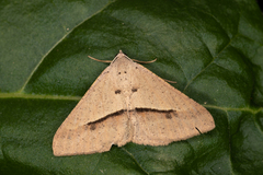 Isturgia penthearia