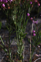 Boronia dichotoma