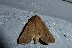 Ichneutica phaula