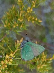 Callophrys rubi