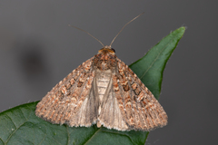 Hypoperigea tonsa