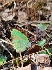 Callophrys rubi