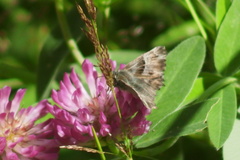 Muschampia floccifera