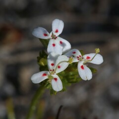 Stylidium guttatum