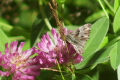 Muschampia floccifera