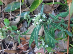 Lepidagathis formosensis