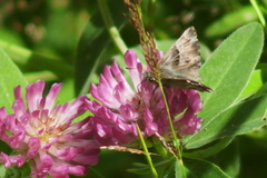 Muschampia floccifera