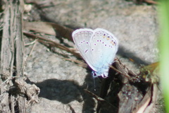 Polyommatus amandus