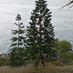 Araucariaceae
