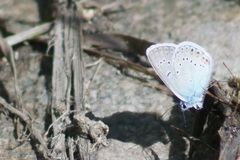 Polyommatus amandus
